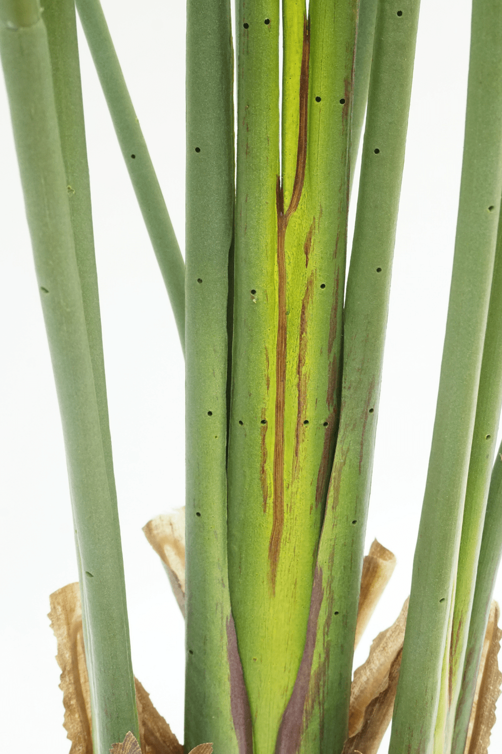 Kunstplant Strelitzia 160 cm